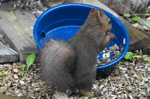 20170615squirrel1