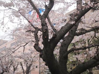 20100331satsukiP.JPG