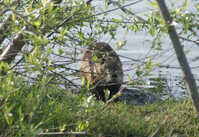 20090419nutria2.jpg