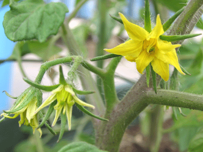 トマトの花