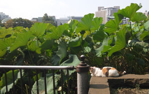 不忍池