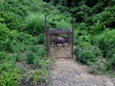 捕獲