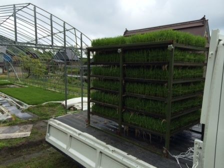 田植え前2