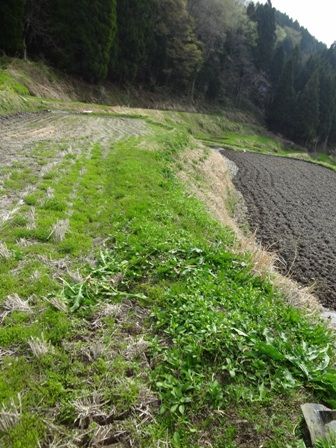 畦塗り前