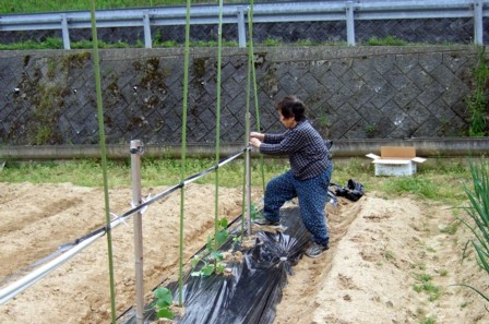 万願寺の定植