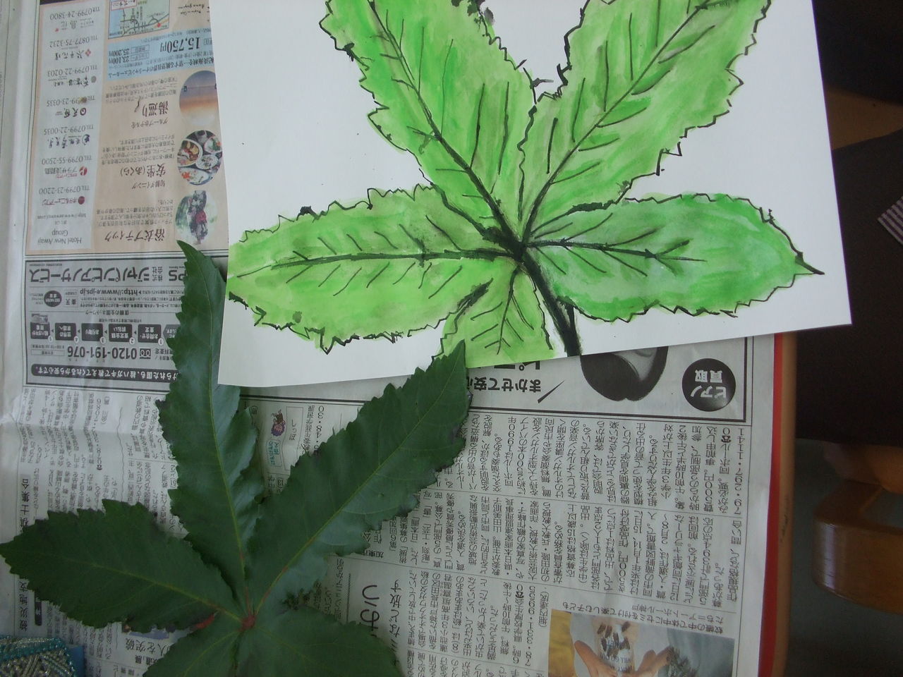 オクラの葉