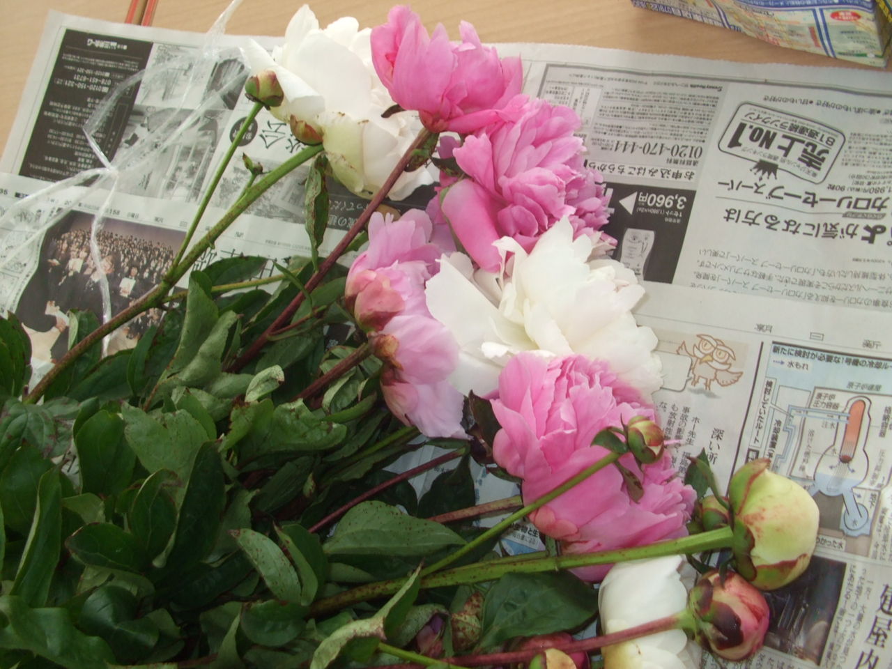 シャクヤク 切花