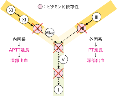 pk156ビタミンK欠乏ver2