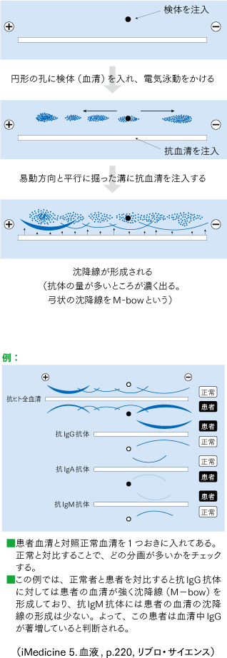 電気泳動