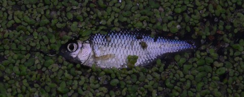 雌3