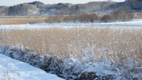 雪