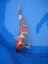 seigyo