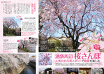 編集① 桜