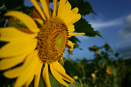 20040819himawari1