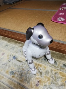 アイボ