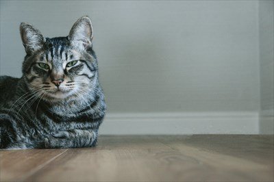 NEKOIMG_7776_TP_V1