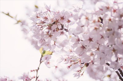 【朗報】ワイ25歳にして大学に入学する!