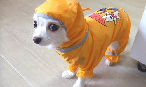 レインコート着てる犬