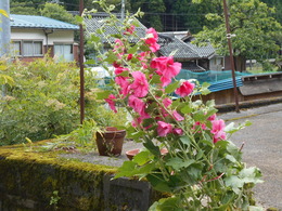 DSCN0310