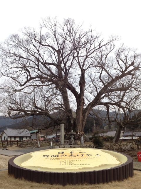 野間の大ケヤキ'13-2