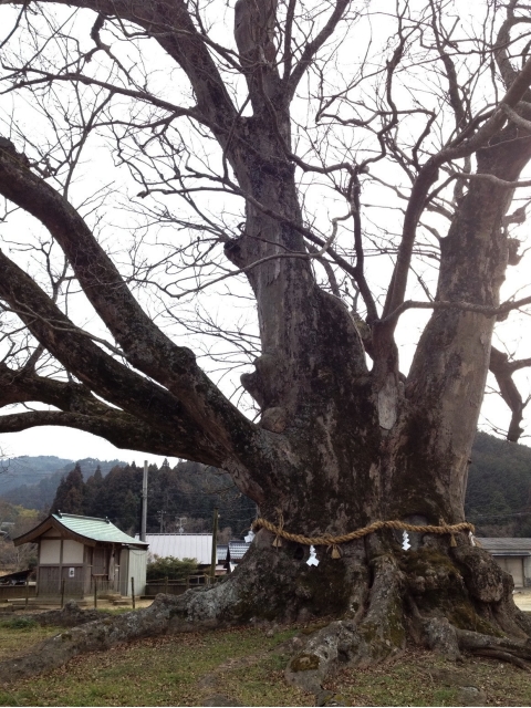 野間の大ケヤキ'13-5