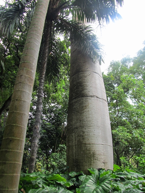 フォスター植物園6