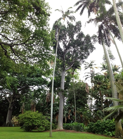 フォスター植物園7
