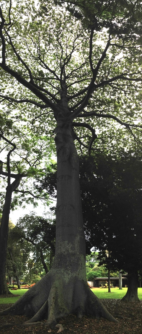 フォスター植物園2