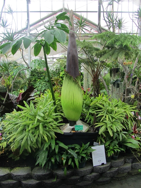 フォスター植物園9