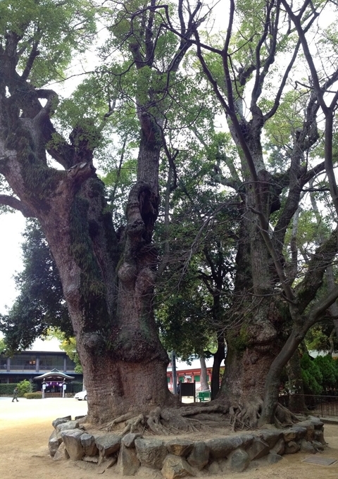 長田神社のクスノキ3