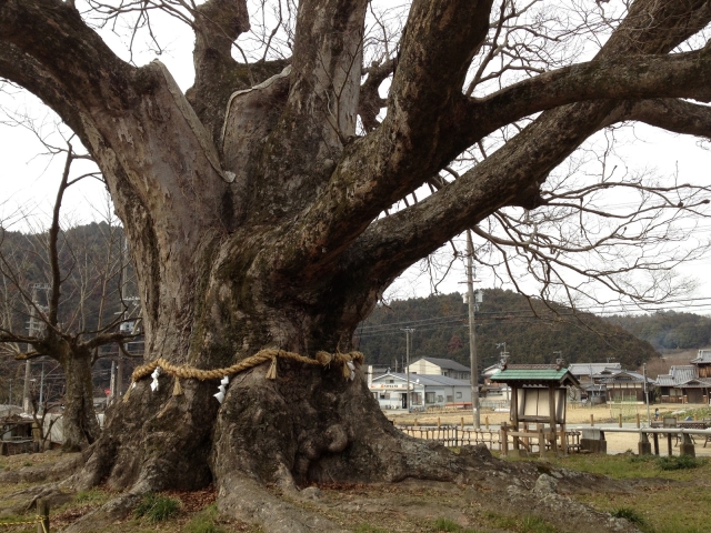 野間の大ケヤキ'13-4