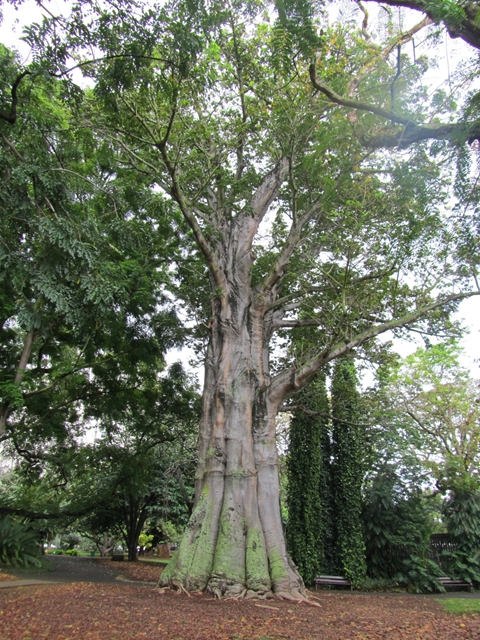 フォスター植物園4