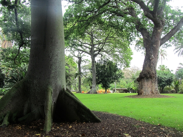 フォスター植物園1