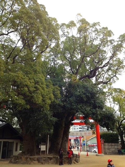 長田神社のクスノキ4
