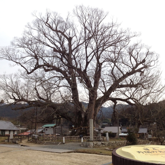 野間の大ケヤキ'13-1