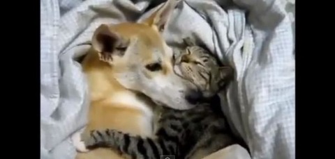 キャプチャ