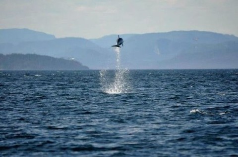 ちょっとした面白みのある動物画像まとめ。