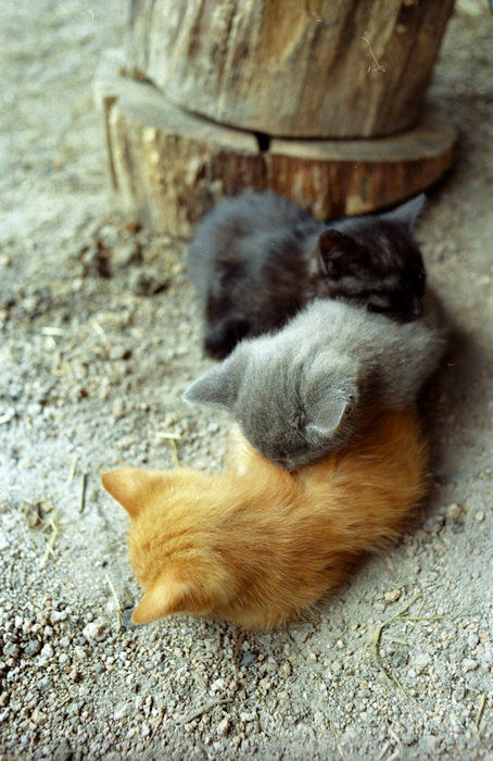 tumblr_kr9760vxwD1qzmnv2o1_500