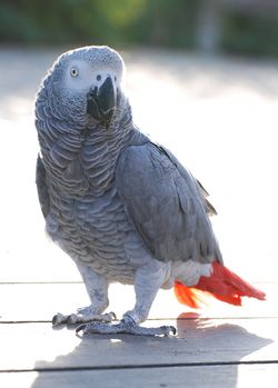 250px-2007-10-28_AfricanGrayParrot_Meru