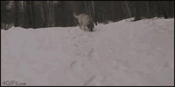 tumblr_lxihuovKoi1qz639ao1_r1_250