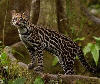 ocelotul-0n