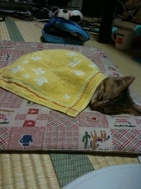 tumblr_lqovtxzDmQ1qzjl4ho1_500
