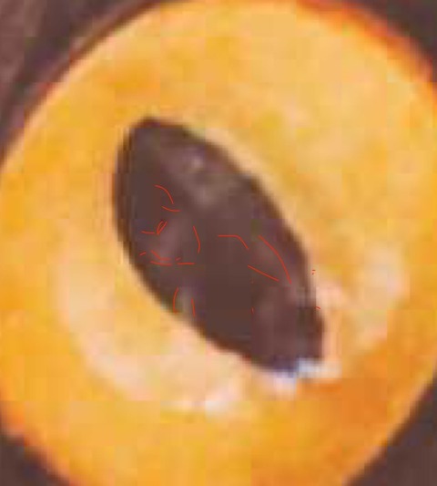 XTADUCr