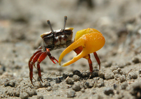 081112-crab-photo_big