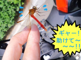 BlogPaint