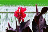 17--食用かんなの花