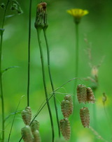04--小判草の実