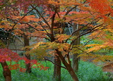 30--山田池公園の水生園モミジ