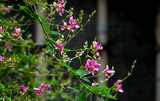 19---萩の花