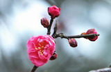 16--紅梅の花